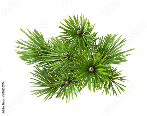Green fir twigs of Christmas tree isolated on white or transparent background