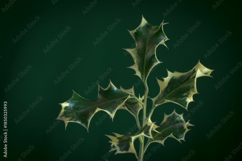 Fototapeta premium Christmas background with holly leaves or ilex