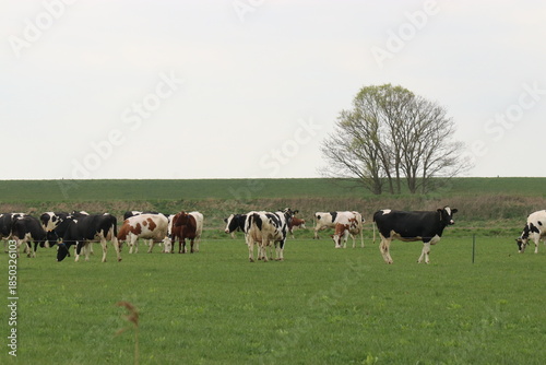 a herd of cows in a green meadow in the dutch countryside in springtime