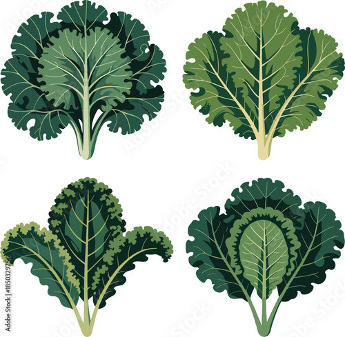 Fresh kale colorful illustration set isolated on transparent background