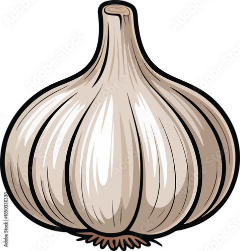 Garlic bulb colorful illustration isolated on transparent background