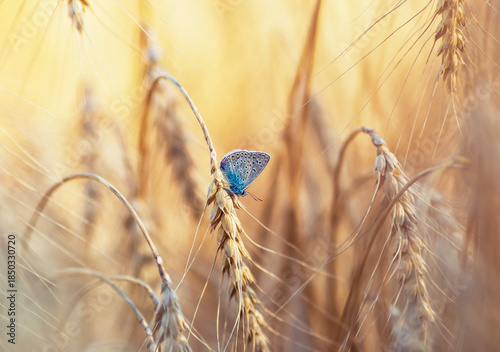 A small blue butterfly sits on golden ears of wheat in a field on a warm sunn...