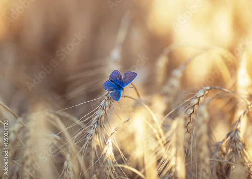 A small blue butterfly sits on golden ears of wheat in a field on a warm sunn...