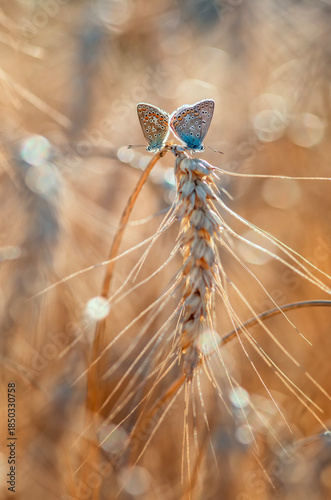 Two small blue butterflies sit on ears of wheat in a field on a warm sunny su...