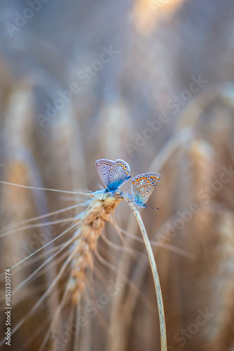Two small blue butterflies sit on ears of wheat in a field on a warm sunny su...