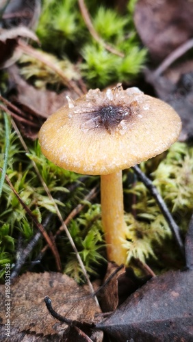 frost on the mushroom in the forest