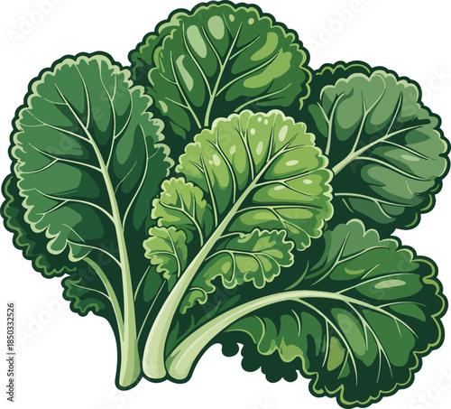 Kale Vegetable colorful illustration isolated on transparent background