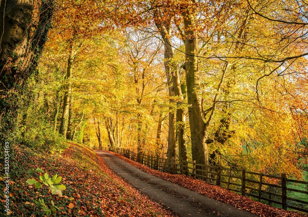 Fototapeta premium autumn forest road