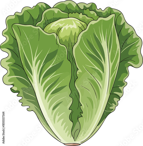 Romaine lettuce colorful illustration isolated on transparent background