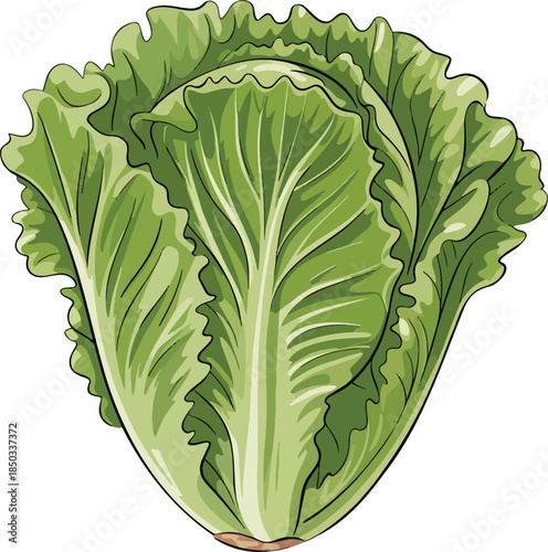 Romaine lettuce colorful illustration isolated on transparent background