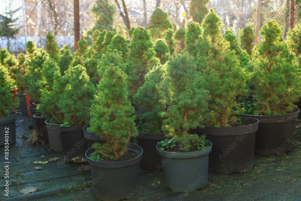 Fototapeta premium Many small spruce trees in pots at market. Christmas celebration