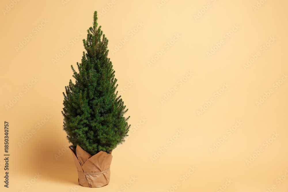 Obraz premium Potted small spruce tree on beige background, space for text. Christmas decor