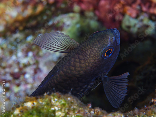 Canvas-taulu Damsel fish from the Mediterranean Sea