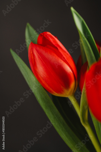 Red tulips macro photo. Easter spring or birthday greeting card