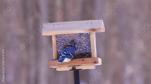 Blue jay (Cyanocitta cristata) on a bird feeder spilling, eating birdseed and then flying away, during winter in Wisconsin  
