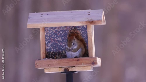 American Red Squirrel (tamiasciurus hudsonicus) on a bird feeder eating birdseed during winter in Wisconsin  