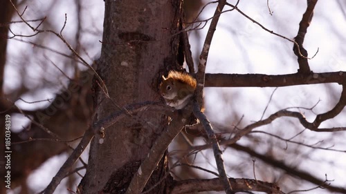American Red Squirrel (tamiasciurus hudsonicus) laying on a tree limb on a cold and windy day during winter in Wisconsin.