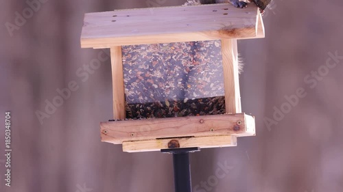 Eastern gray squirrel (Sciurus carolinensis) climbing on a bird feeder and eating birdseed during winter in Wisconsin.