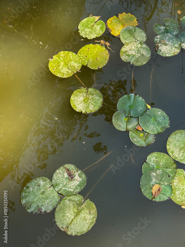 Obraz na plátně Floating leaves of the yellow water-lily (Nuphar lutea) spread across the surface of a still pond, creating a peaceful natural scene