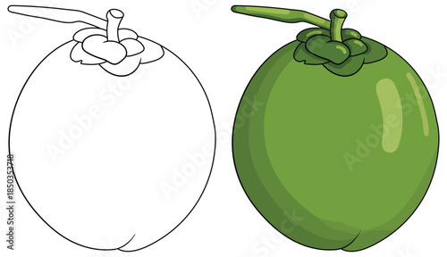 Mangosteen vector illustration featuring a whole green mangosteen with smooth glossy surface and detailed calyx and stem rendered in a clean tropical fruit design style