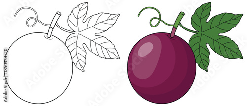 Passion fruit vector illustration featuring a whole ripe purple passionfruit with a twisting vine and detailed green leaf in a clean tropical fruit design
