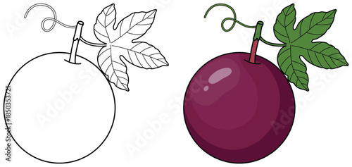 Passion fruit illustration depicting a whole vibrant purple fruit with detailed leaf and tendril elements presented as a clean high quality vector for diverse creative uses