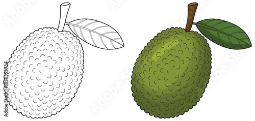 Breadfruit illustration presenting a textured green tropical fruit with leafy stem rendered in a clean detailed vector style ideal for food graphics culinary projects and educational use