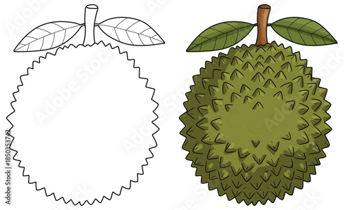 Durian illustration featuring a detailed spiky tropical fruit with leafy stem rendered in a clean vibrant vector style ideal for food graphics culinary projects and educational materials