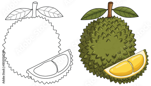 Durian fruit illustration presenting a whole spiky tropical fruit with a separated creamy yellow segment shown in a clean detailed vector style ideal for food education and design use