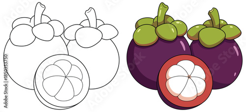 Mangosteen fruit illustration showing two whole purple tropical fruits with green calyx and a sliced half displaying smooth white segmented flesh in a clean vibrant vector style