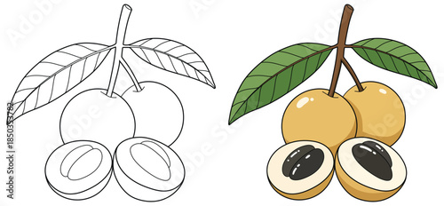 Longan fruit illustration featuring whole golden berries with glossy surfaces and sliced sections revealing smooth dark seeds in a clean tropical vector art style