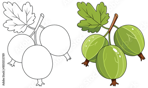 Gooseberry illustration featuring a cluster of fresh green berries with natural shine and detailed leaves presented in a clean vibrant vector style without any additional elements