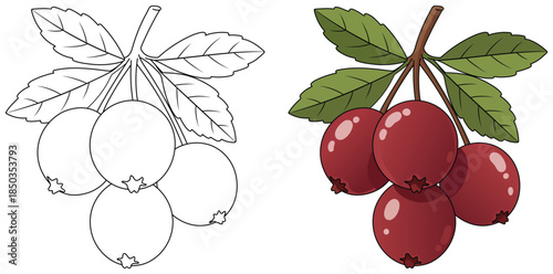 Huckleberry illustration featuring a cluster of ripe dark red berries hanging from thin stems with broad green leaves in a clean modern vector style suitable for food themed designs