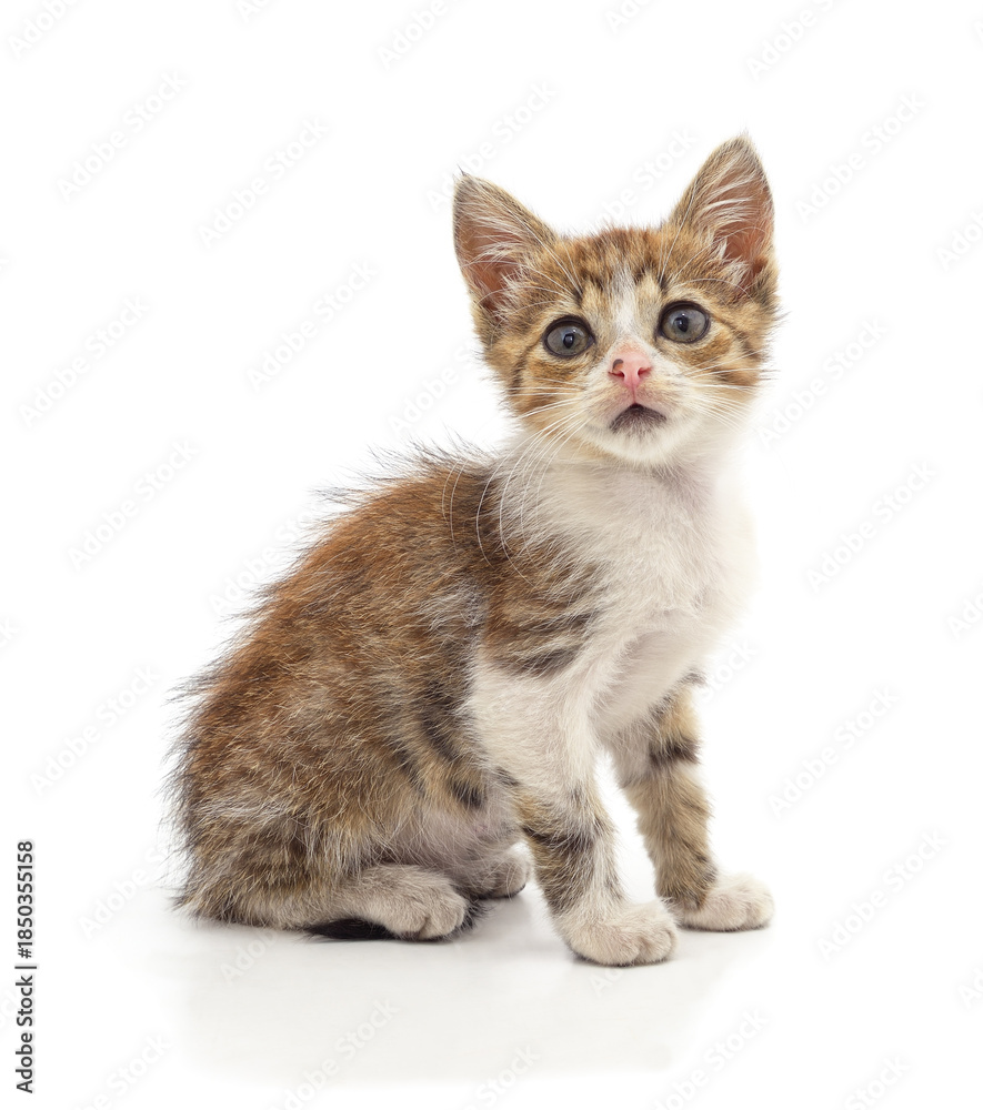 Fototapeta premium Small tabby kitten sitting on white background.