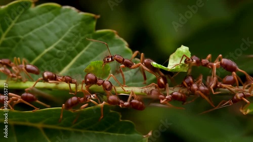 Macro view of army ants forming a living bridge between leaves as hundreds link bodies to carry food across a suspended gap