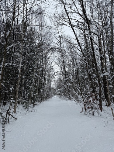 winter in the forest