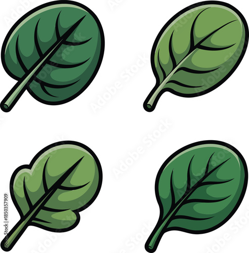 Spinach leaves colorful illustration set isolated on transparent background