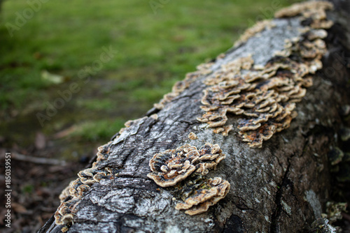 Wild bracket fungi growing on fallen tree trunk in woodland