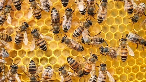 Bees look after the larvae. They feed them and blow air into them.