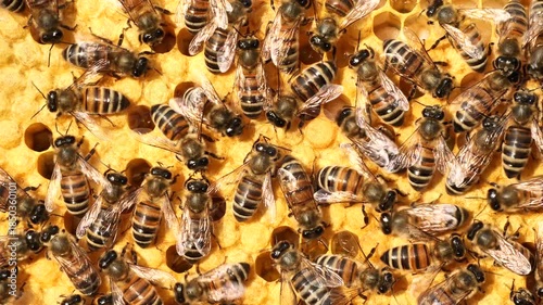 Bees look after the larvae. They feed them and blow air into them.