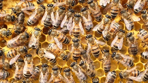Bees look after the larvae. They feed them and blow air into them.