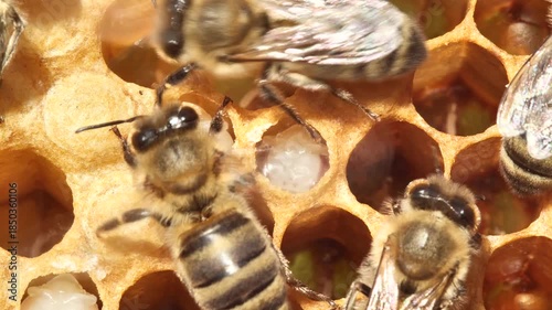 Bees look after the larvae. They feed them and blow air into them.