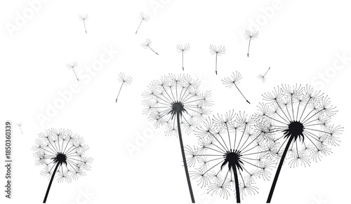Dandelions on white isolated. A romantic illustration depicting a breakup, the end of a relationship. A useful and scalable outline illustration for the web or print.