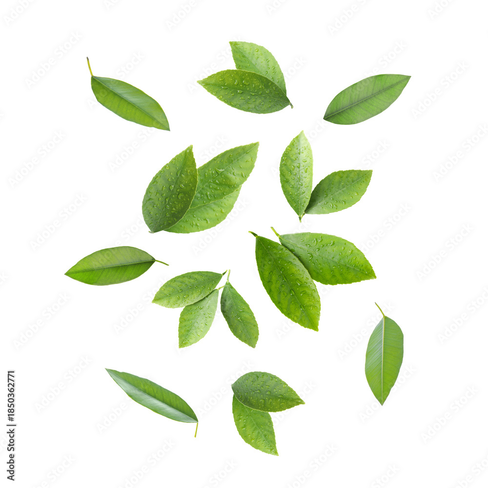 Fototapeta premium Citrus leaves flying in air on white background