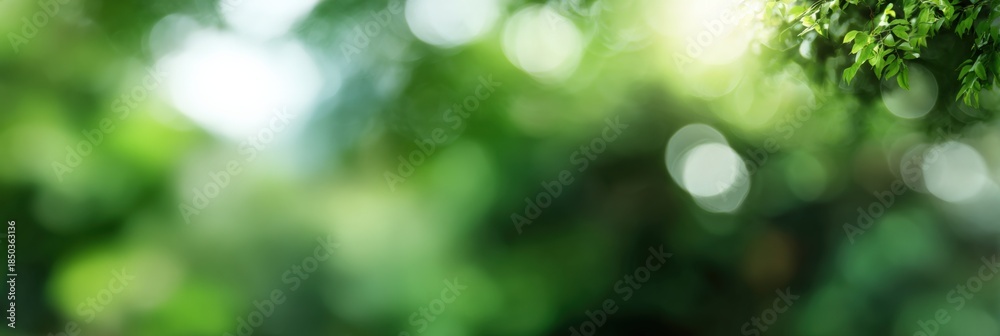 Obraz premium Serene green bokeh background with sunlight and foliage