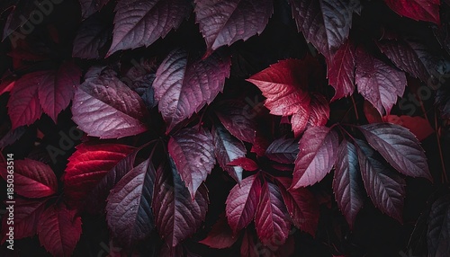 Moody close-up of crimson, purple, and red leaves creates a rich and visually textured nature backdrop