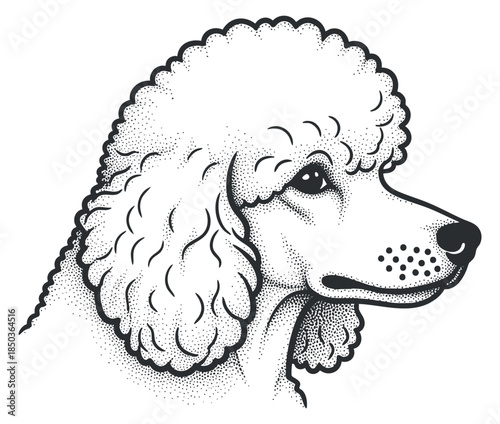 A detailed illustration of a poodle dog in black and white line art style, suitable for pet-related designs