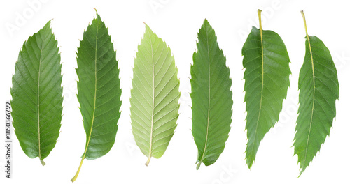 Leaves of sweet chestnut tree isolated on white background. Top view. Flat lay