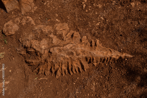 Photos Karren (lapiaz) furrows on eroded limestone rock