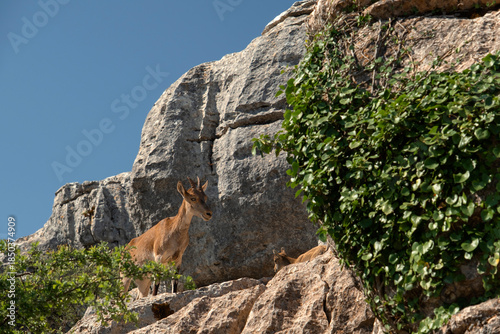 Female of Andalusian mountain goats (Capra Pyrenaica hispanica)  watching over her calf on the limestones of Torcal de Antequera, Malaga, Spain